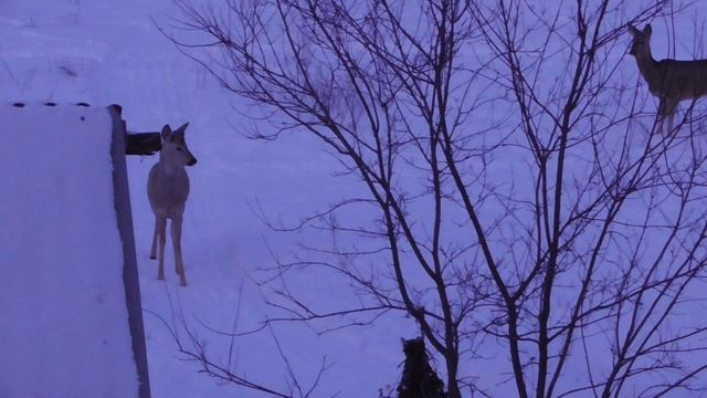 Косули подход.
