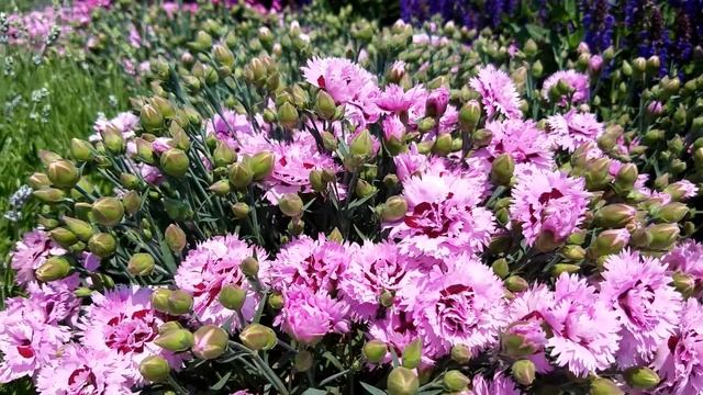 Dianthus Early Bird™ Fizzy - Superb little early flowering garden pink.