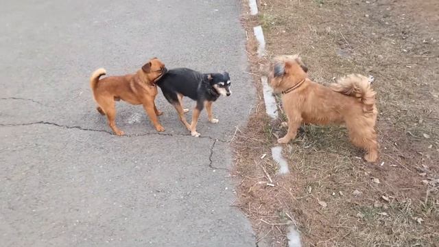Не дают старику мне покоя...