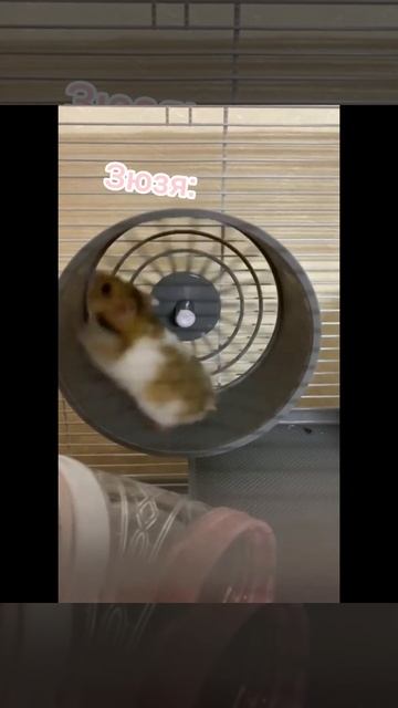 хомяк вырабатывает электричество🤣🤣🤣🤣