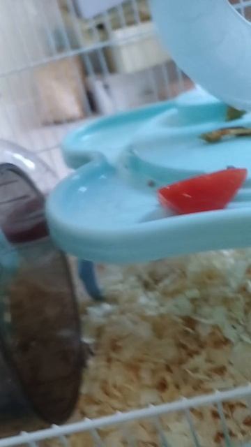 милые хомяки 🐹