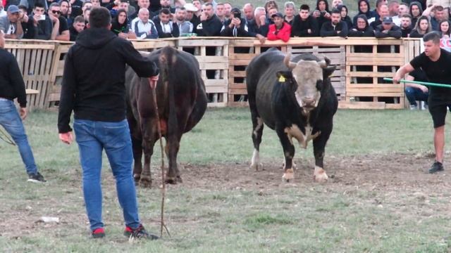 MEDONJA EDINA PRAČALIĆA I KOBRA OD KOKANA RAKITNO 2023