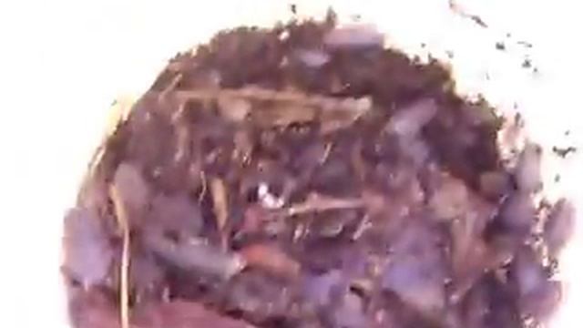 Porcellio laevis