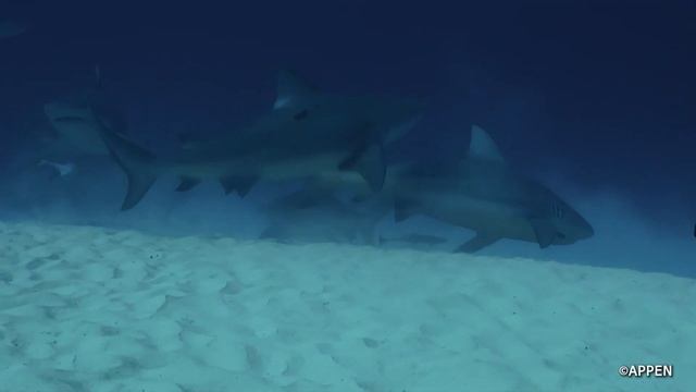 Bull Sharks, Mexico