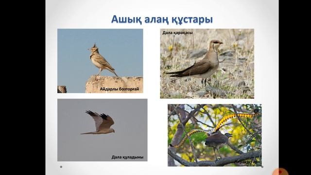 Абдукаримов А.М. Орнитология. Лекция №8