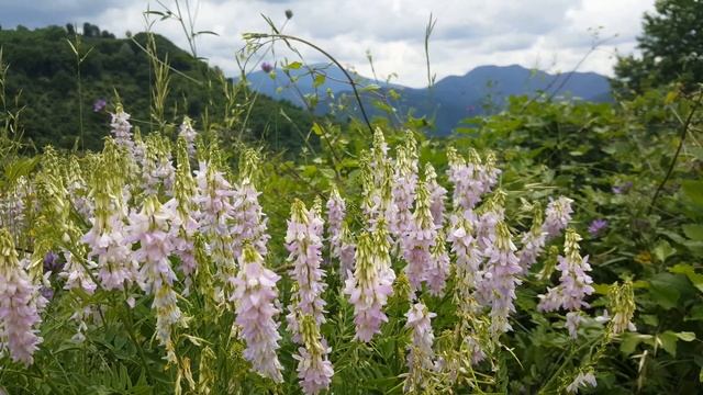 Endemik Bitki Türleri 1. Bölüm / Turkey's endemic plants