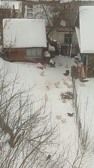 🦢🦢🦢