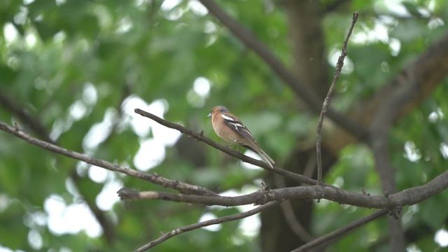 Зяблик | chaffinch