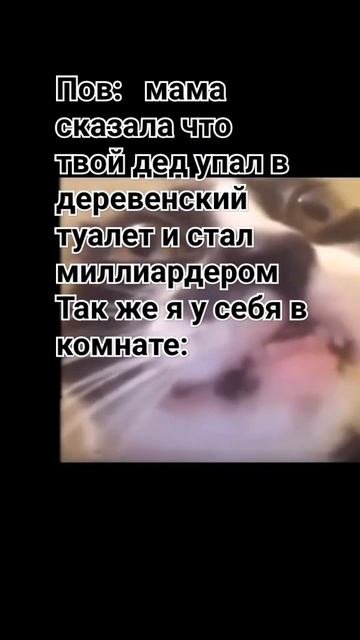 #мем#кот#котик#бомж#short#shortvideo#shorts#mem#rek#recommended #cat