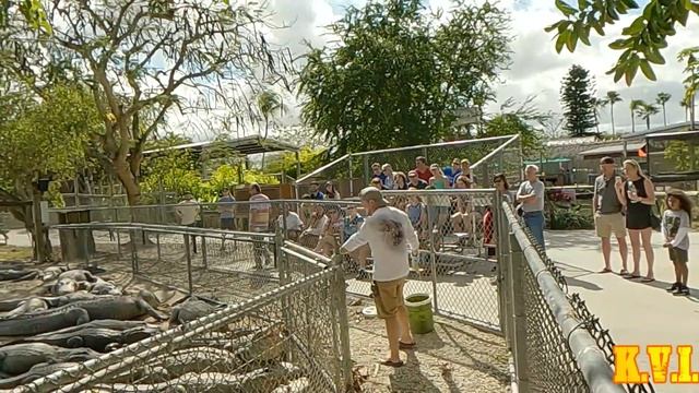 Everglades Alligator Farm PT 1 The Feeding - Uncle Tim's Walk With Me