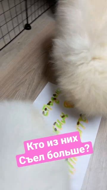Биба и Боба скушали много! Но им так не показалось… 🐶🐶🐶 Сколько ест померанский шпиц?🤪