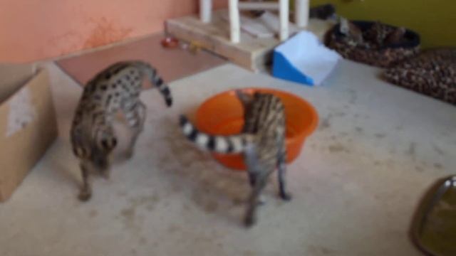 Very cute serval girl and water splashing