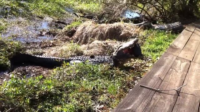 Amazing video of an alligator cracking open a Turtle