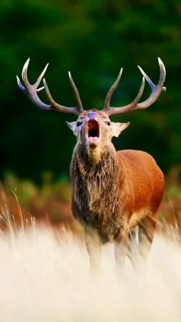 Do you know why it yells?#Deer #Amazing #Animals #nature #travel#forest#wild#shorts #reels