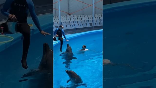 @НемоДельфинарий-р6ш  дельфин и русалка! Отличная пара! Жаль, что от эмоций не успели спеть! Дыхани