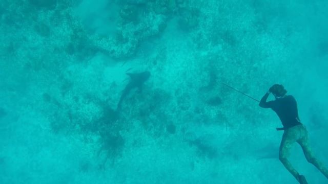 Spearfishing HUGE Grouper and Hogfish in the Bahamas
