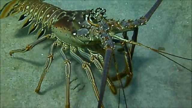 Little Cayman / Video By LWickline