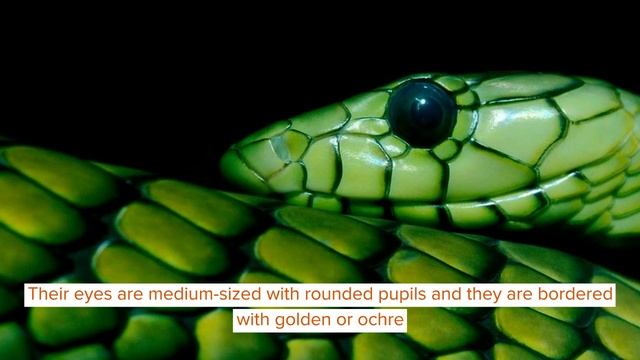 Check Out These Ssseriously Cool Green Mamba Facts