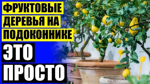 МИНИ ДЕРЕВЬЯ ДОМАШНИЙ ФЕРМЕР ОТЗЫВЫ