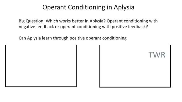 Proposed Experiment of Operant Conditioning in Aplysia californica