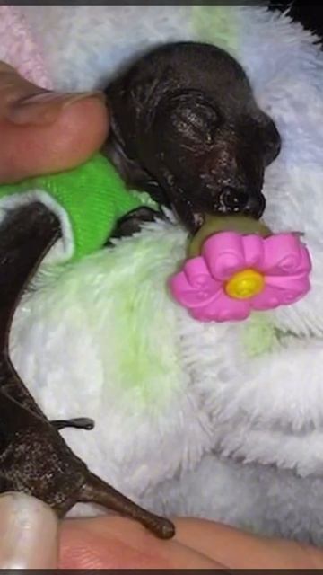 #джоннидепп ухаживает за маленькой летучей мышью, её спасли во время съемок «Пиратов» в 2015 #актер