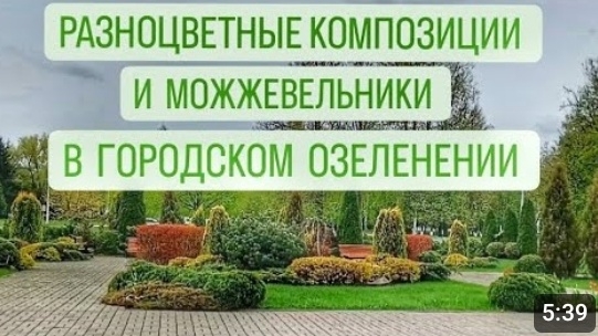 РАЗНОЦВЕТНЫЕ КОМПОЗИЦИИ И МОЖЖЕВЕЛЬНИКИ В ГОРОДСКОМ ОЗЕЛЕНЕНИИ. 19.04.2024г. БЕЛАРУСЬ, ГОМЕЛЬ