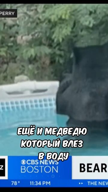 Медведь купается в бассейне! #shorts