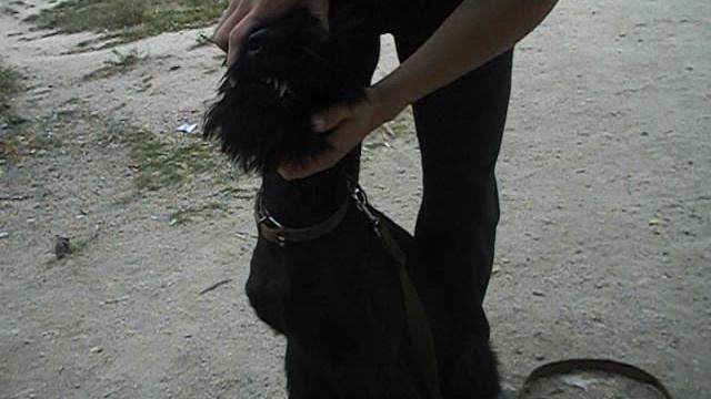 ЗУБЫ. ПЛОЩАДКА. ЗАНЯТИЯ ЩЕНКОВ. ПОСЛУШАНИЕ 2012. ПОМЕТ М, Н.
