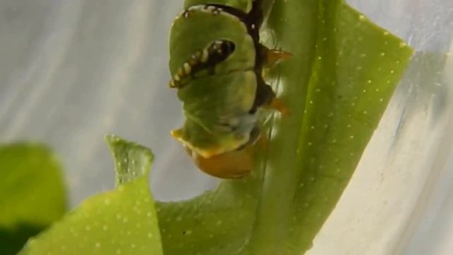 Larva of Papilio polytes feeding on leaves