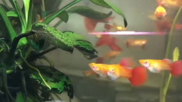 Full red albino guppies 2