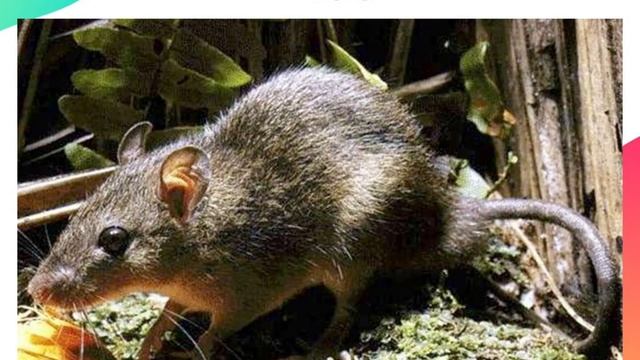 Organisme Pengganggu Tanaman ( Part 1 )