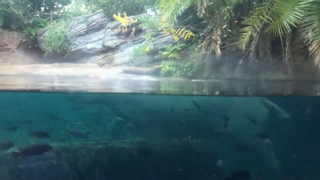 Hippo