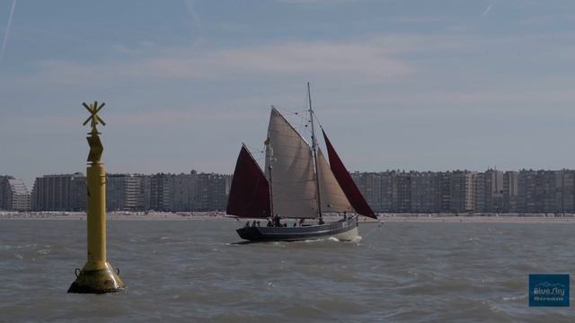 ostrea rose  classic  race 150919