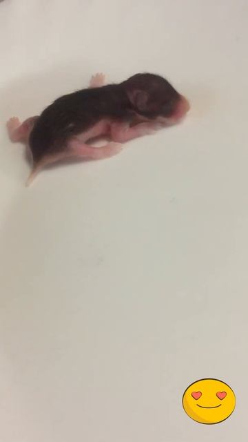 МАЛЫШ ХОМЯЧОК    baby hamster