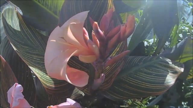 'Pringle Bay' Dwarf Canna Lily - Timelapse