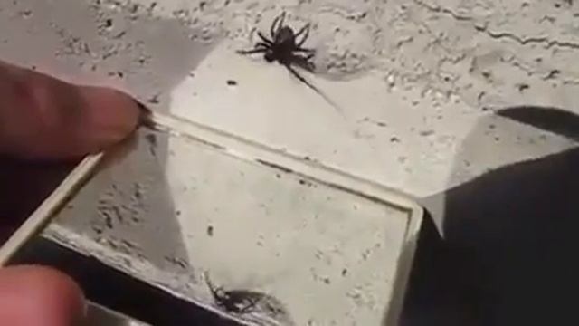Spider Dances to YMCA