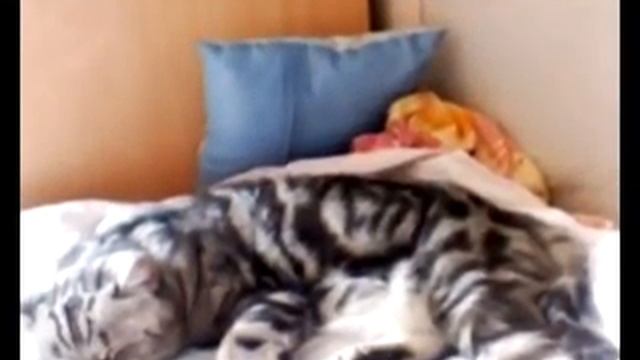 Кот испугался