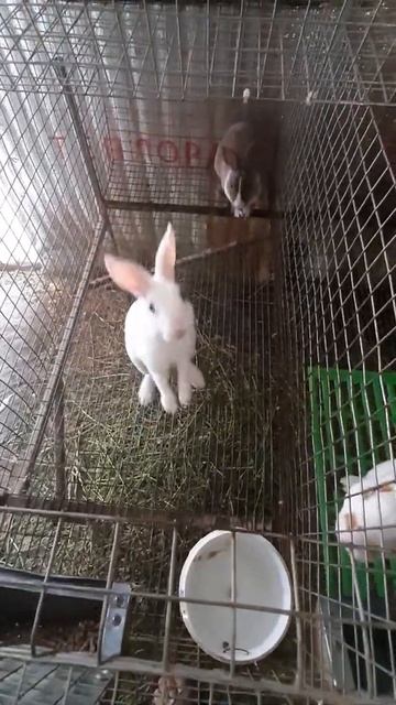 Продажа крольчат с хозяйства "Тургенский Кролик"