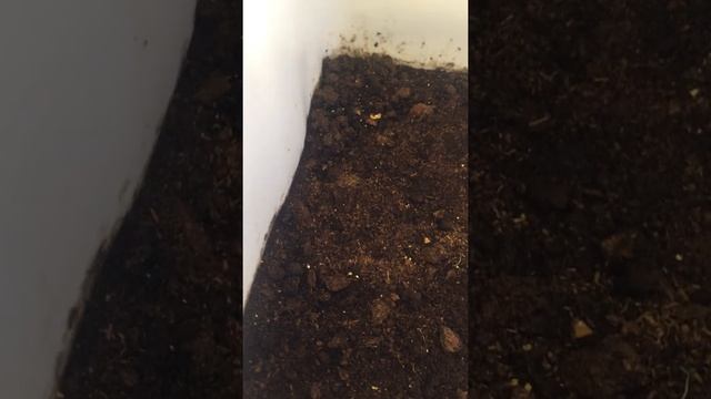 Kırmızı Kalifornia Solucanı Eisenia Foetida Nemlendirme, Sulama sistemi-3