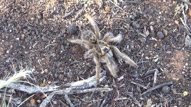 My Top 5 Tarantulas Found In The Wild