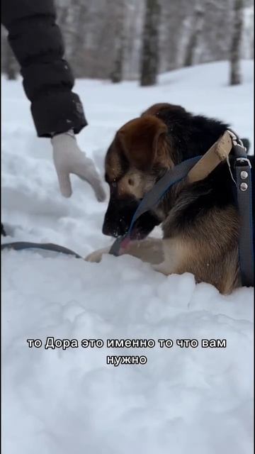 Малышка Дора очень-очень ждет тебя человек 🙏 Приют Некрасовка