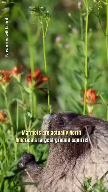 Marmots/ North American largest squirrel