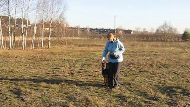 1. Рона - начальная дрессировка