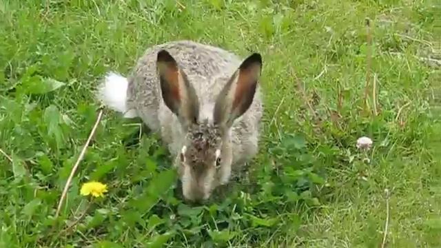 Cute bunny. Зайченя на моєму газоні