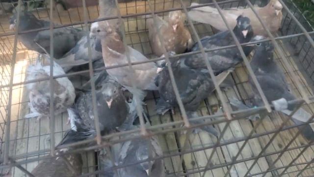Среднеазиатские двухчубые голуби и иракская такла. Гибриды второго поколения. 2022 год.