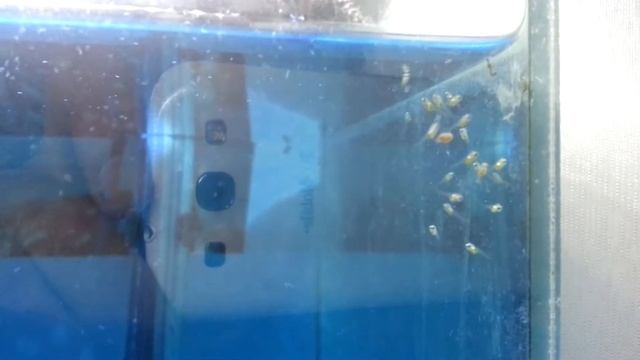 Мальки Скалярии 1 день