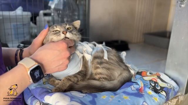 На помощь славной Джесс! Поддержать 🔽