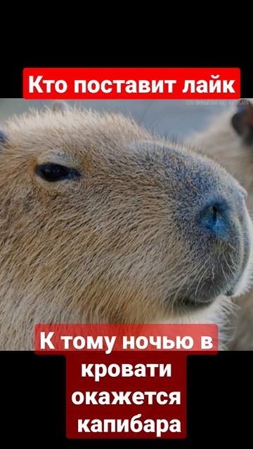капибара✨ #звук #капибара