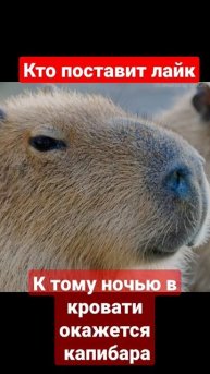 капибара✨ #звук #капибара