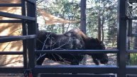 Atka's First Rut: Fall is in Full Swing with our One-Year-Old Alaska Moose